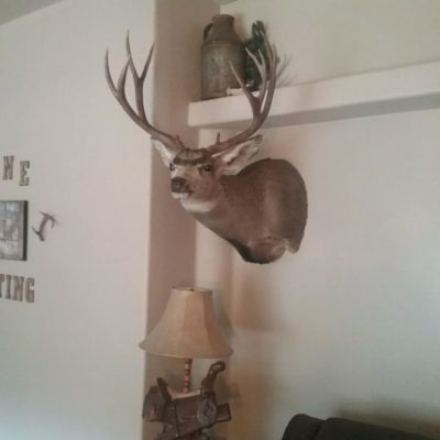 mule deer mount