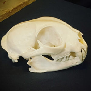bear skull