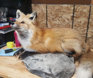 small game taxidermy