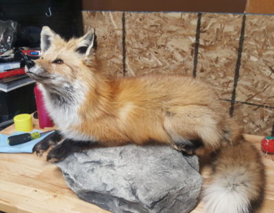 small game taxidermy