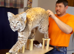 Pat working on bobcat