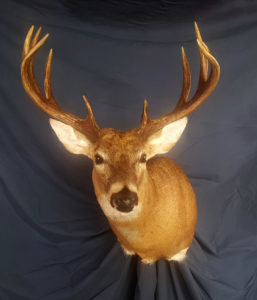 deer mount