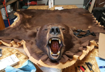 bear rug