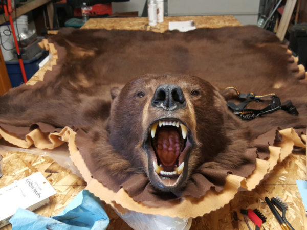 bear rug